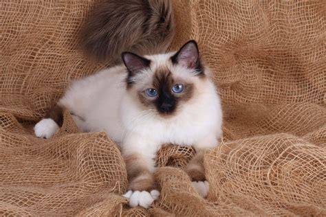 Download Majestic Birman Cat With Stunning Blue Eyes Wallpaper