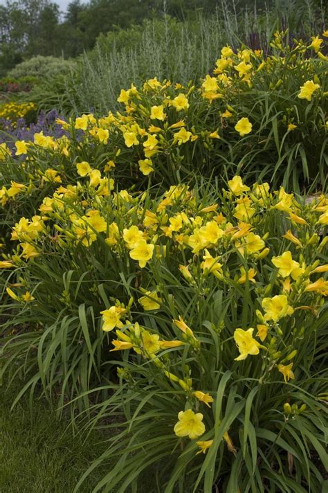 Happy Returns Daylily | PlantAddicts.com