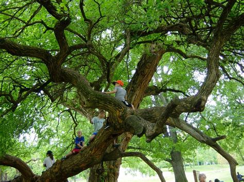 The Osage Orange Tree At Old Old Fort Harrod State Park