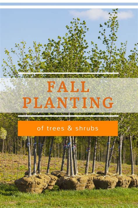 Fall Planting Tips For Trees And Shrubs