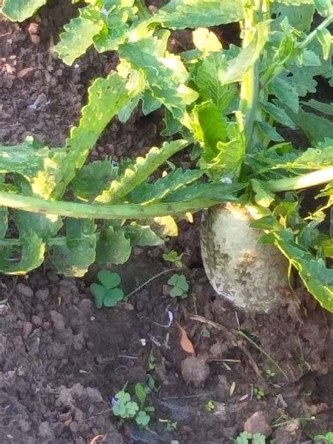 Garden Porn Pics XXX Photos Sex Images App Page 3 PICTOA