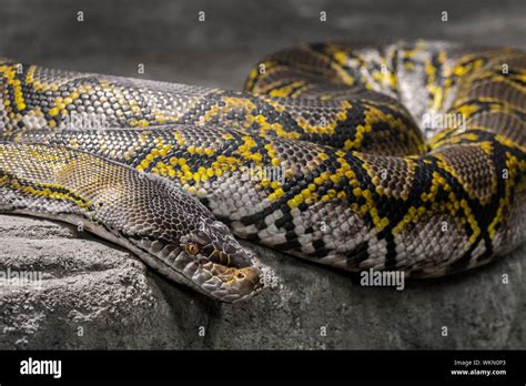 Reticulated Python Malayopython Reticulatus Python Reticulatus