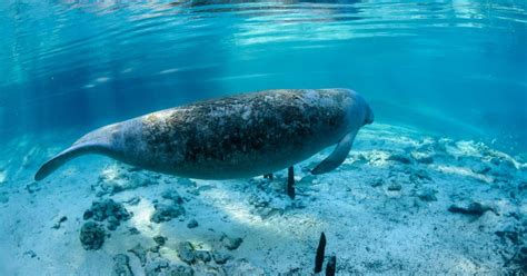 Top Two Dangers to Manatees | Discover Crystal River