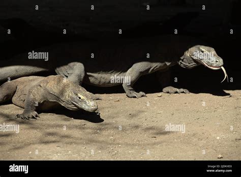 Draghi di Komodo (Varanus komodoensis) che riposano sotto un edificio a