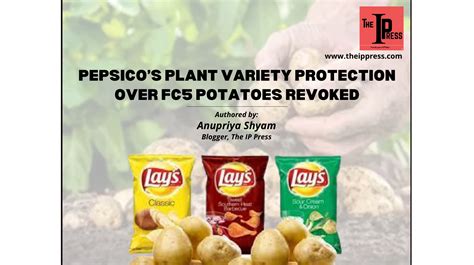 Pepsicos Plant Variety Protection Over Fc Potatoes Revoked The Ip Press