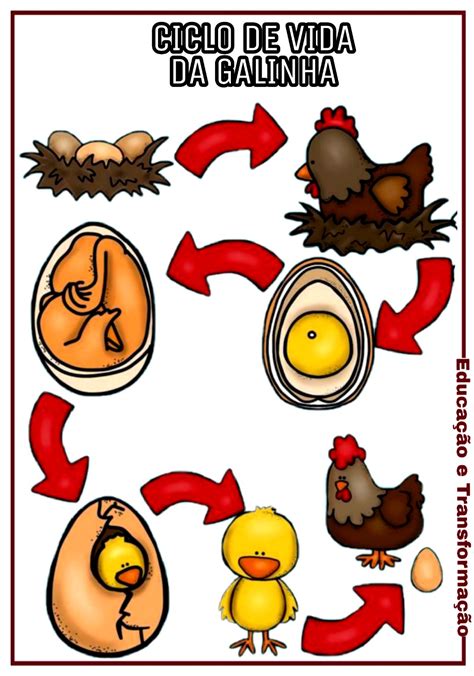 Ciclo De Vida Da Galinha Educação Infantil