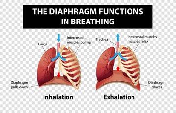 vector diagram showing diaphragm functions  breathing
