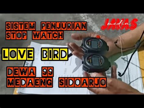 Yuk Ramaikan Kelas Love Bird Khususnya Di Jawa Timur Sistem Baru Stop