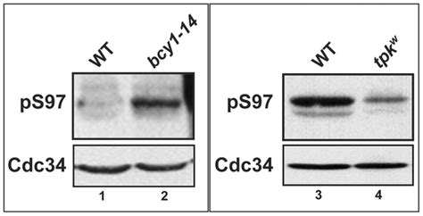 Nutrient Sensing Kinases Pka And Sch9 Phosphorylate The Catalytic