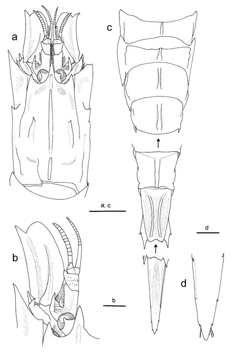 Metacrangon Australis Sp Nov Holotype Female Cl Mm Nmv