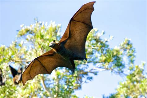 How Are Bats Being Affected By Climate Change The Climate