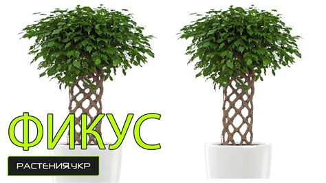 Как заплести фикус в домашних условиях ? / Фикус уход в домашних ...