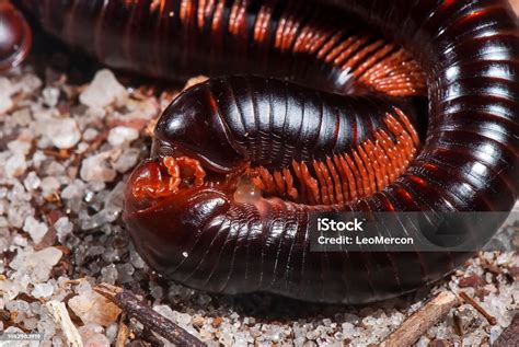 Piolho De Cobra Mata - Piolhodecobra Millipede Stock Photo - Download Image Now - Animal ...