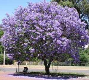 Jacarandá Azul Mimoso Jacaranda mimosifolia Bignoniaceae 5 Sementes