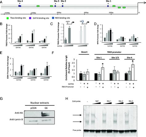 Gata Transcriptional Regulation Of Tbx Promoter A Schematic