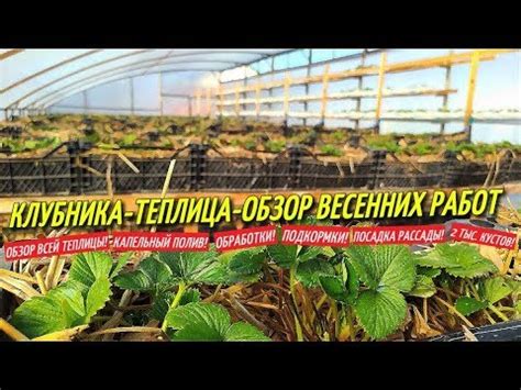 КЛУБНИКА В ТЕПЛИЦЕ-Весна,обзор теплицы,полив,обработка,посадка,сорта ...
