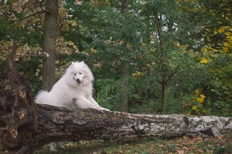 Un perro blanco se sienta en el tronco de un árbol en el bosque Foto