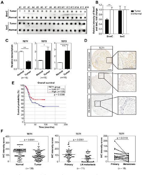 Figure From Targeting Wnt Catenin Signaling By Tet Foxo Inhibits