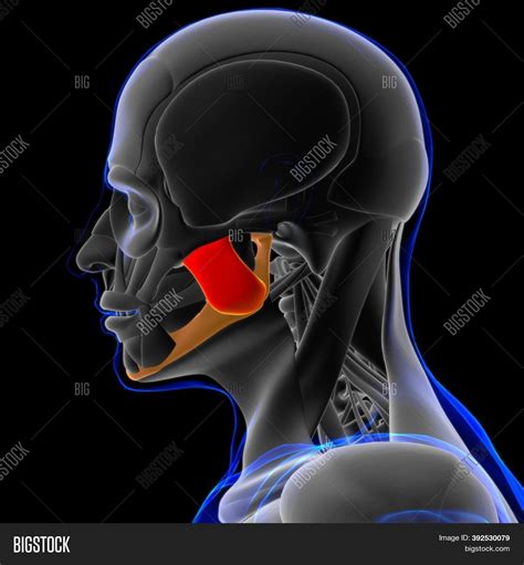 Masseter Superficial Image And Photo Free Trial Bigstock