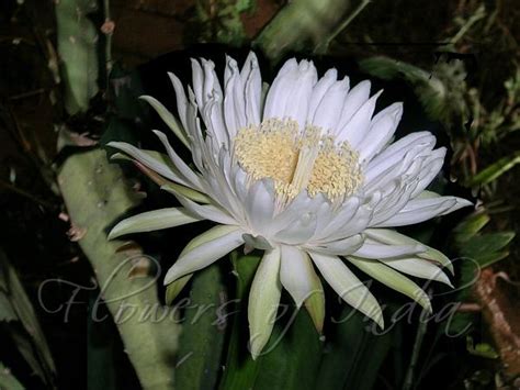 Acanthocereus Tetragonus Fairy Castle Cactus