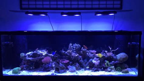 180 Gallon Reef Update Youtube