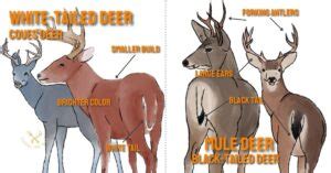 Mule Deer Vs Whitetail Deer A Detailed Insight Eatingthewild