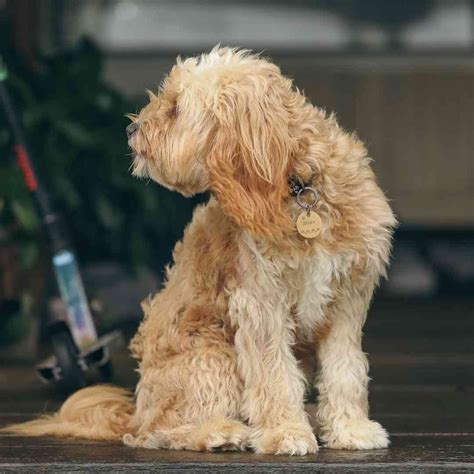 cavoodle adulto  ultimate oodle grooming guide labradoodle