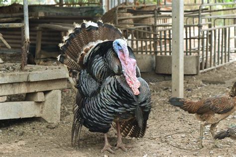 Male Turkey Spreading His Feathers in Display, Stock Image - Image of ...