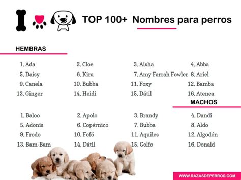 Los mejores nombres para tu perro de raza dálmata que te encantarán