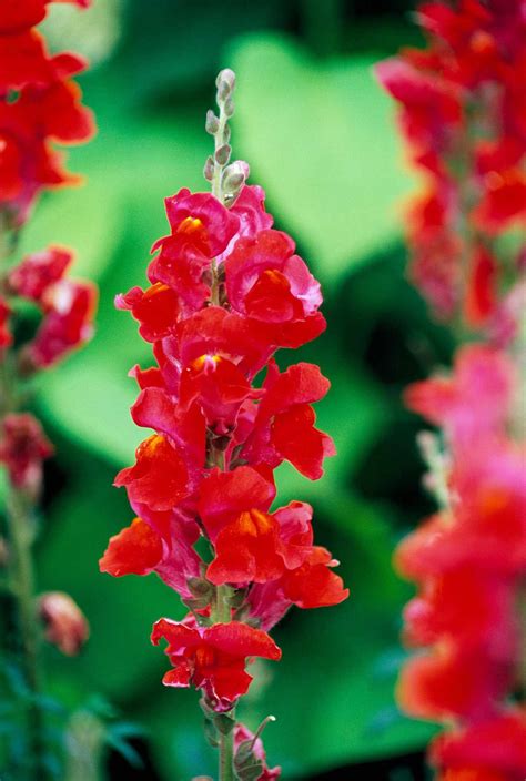 How to Plant and Grow Snapdragon