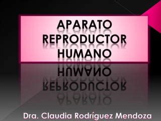 Aparato Reproductor Humano Ppt