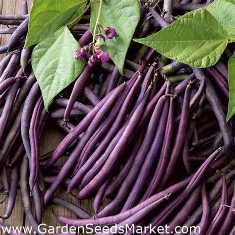 Feijão Melissa Phaseolus vulgaris L sementes Garden Seeds