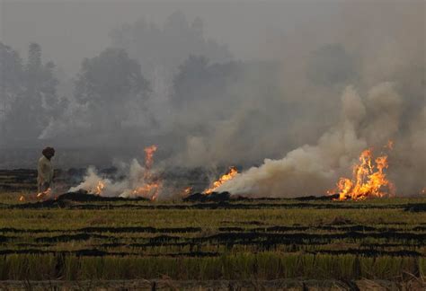 Indian Farmers Must Keep Burning Stubble Despite Fines Toxic Smog We