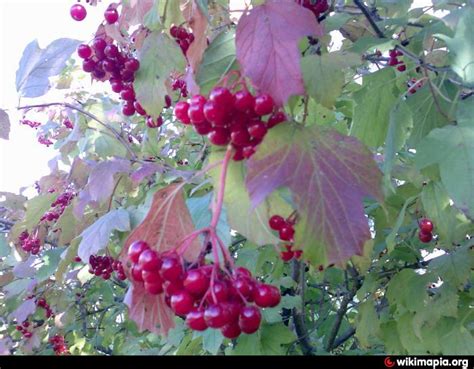 СНТ «Госучреждений № 2»