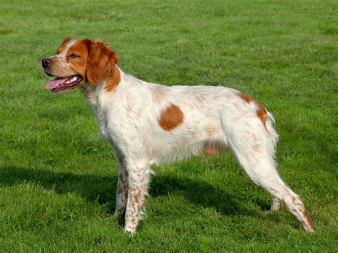 Typical Spotted Brittany Spaniel Dog Stock Image Image Of Canine