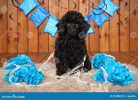 Blue Toy Poodle Atelier Yuwaciaojp