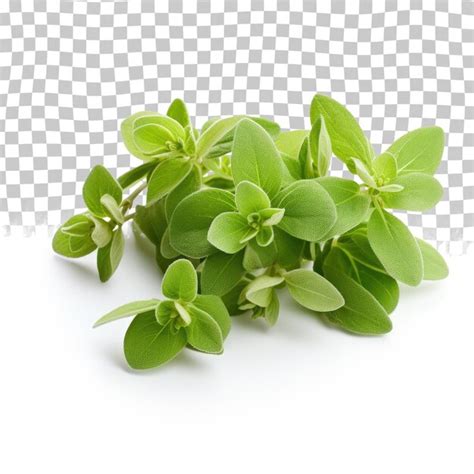 Oregano Isolated On Transparent Background Premium AI Generated PSD