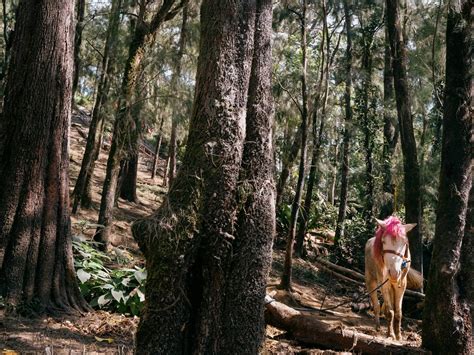 Baguio Pony Horse Breeds