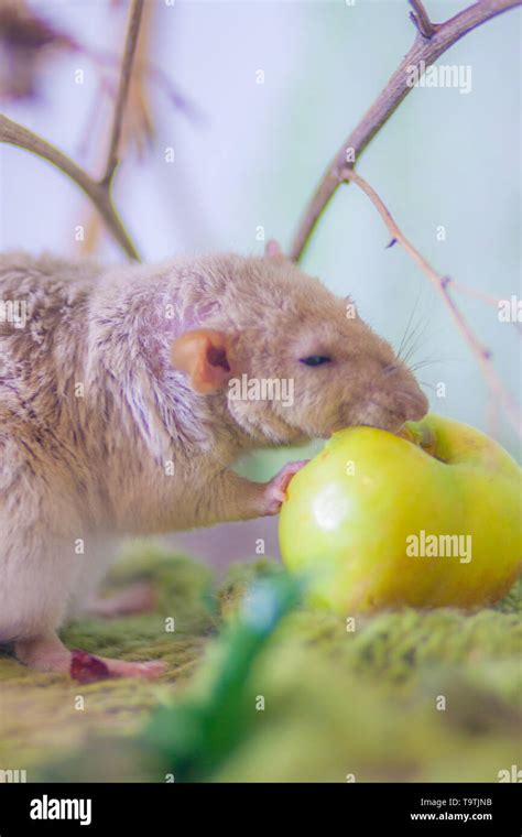 Nibbles the mouse hi-res stock photography and images - Alamy 