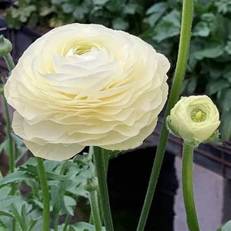 Italian Ranunculus Elegance Crema Fleur Farm Vermont