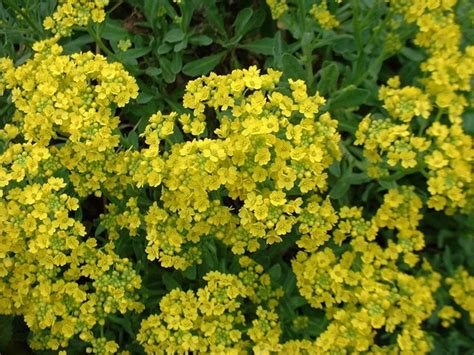 Алиссум скальный (Alyssum saxatile) - купить саженцы в Минске