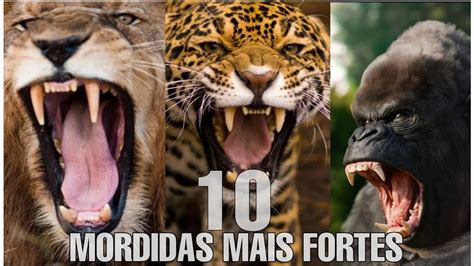 Top 10 Animais Com A Mordida Mais Forte