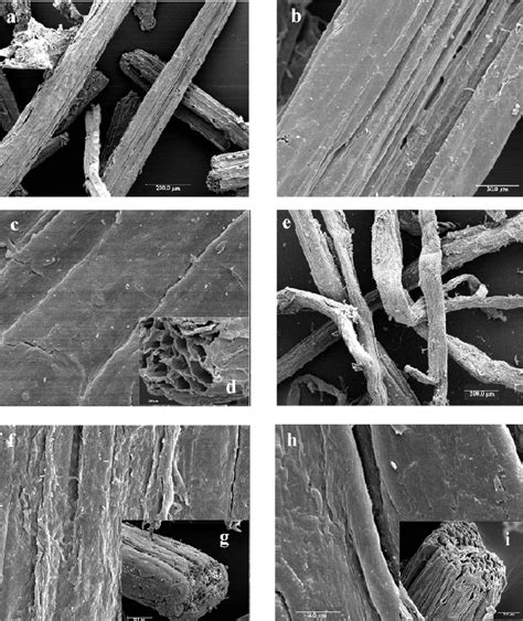 SEM micrographs of extracted rachis (a) 80 × , (b) 600 × , (c) 1500 × ...