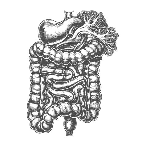 Intestino Humano Con Estilo De Grabado Color Negro Sólo Vector Premium