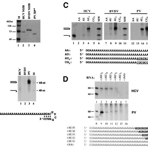 Template preference for copy-back RNA replication directed by HCV NS5B ...