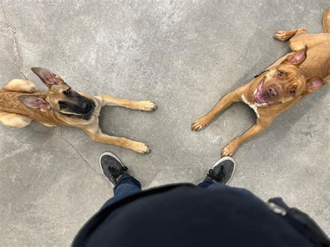 Stand Proud Dog Training | Reno NV