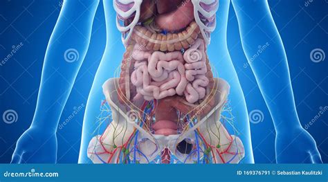 The Abdominal Organs Stock Illustration Illustration Of Female 169376791