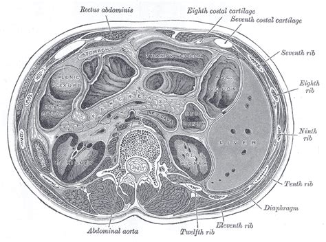 Ascending colon - wikidoc