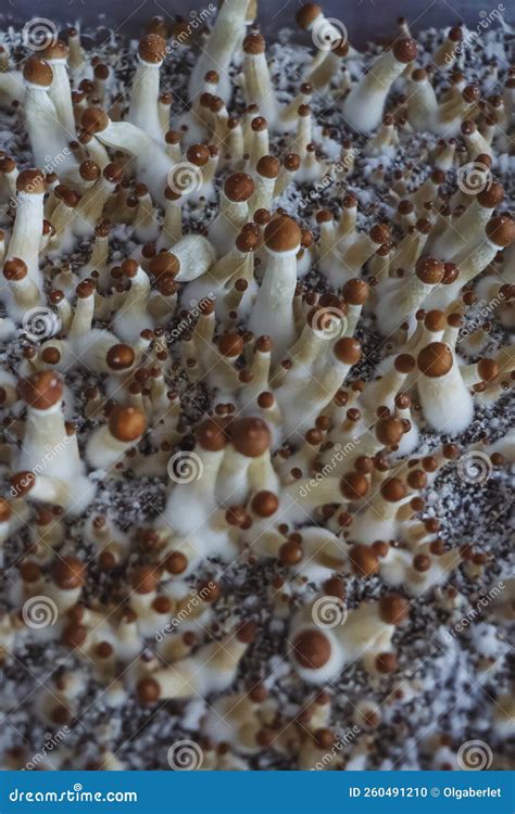 Microgrowing Of Psilocybe Cubensis Mushrooms Mycelium Of Psilocybin