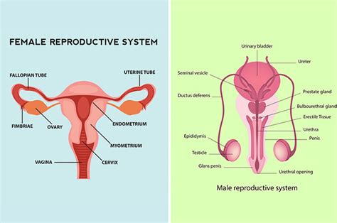 Male Reproductive System Model Quiz